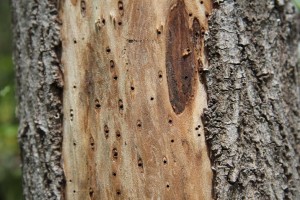 Daño del escaramujo en el árbol, son orificios que invade el tronco.