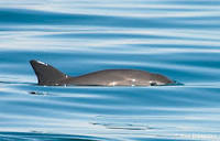 vaquita