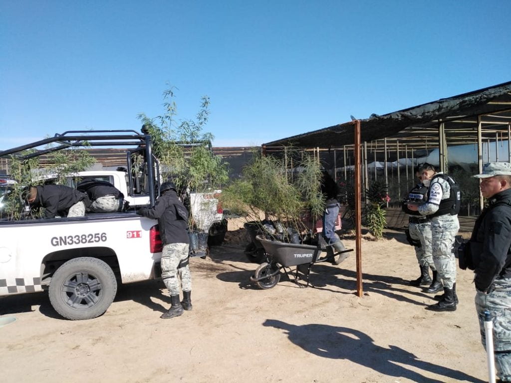 SECRETARÍA DEL CAMPO DONA ÁRBOLES PARA INSTALACIONES DE GUARDIA NACIONAL EN MEXICALI