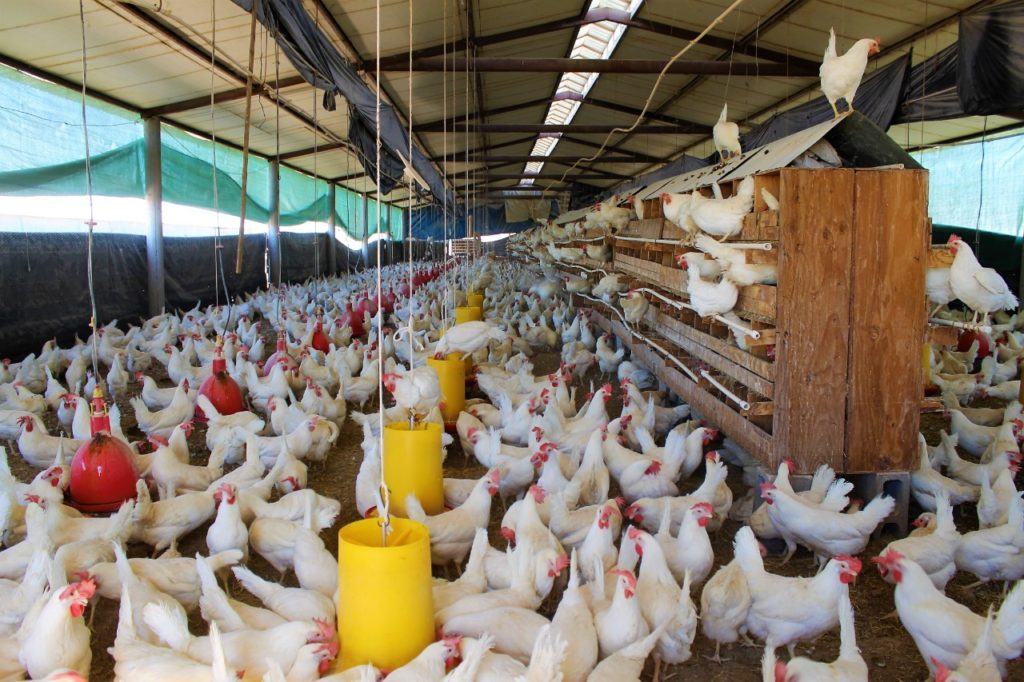 Ante casos de Gripe Aviar en EUA, Baja California toma precauciones con granjeros