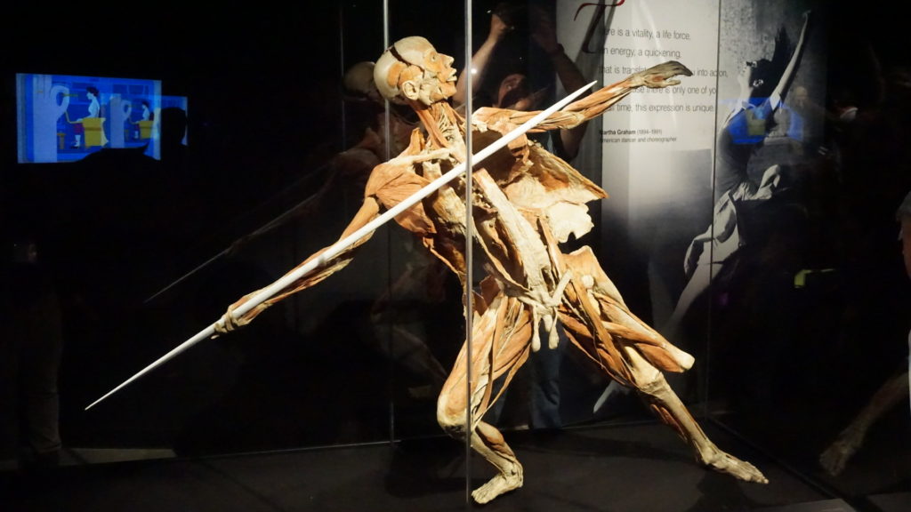 Exposición Body Worlds en UABC