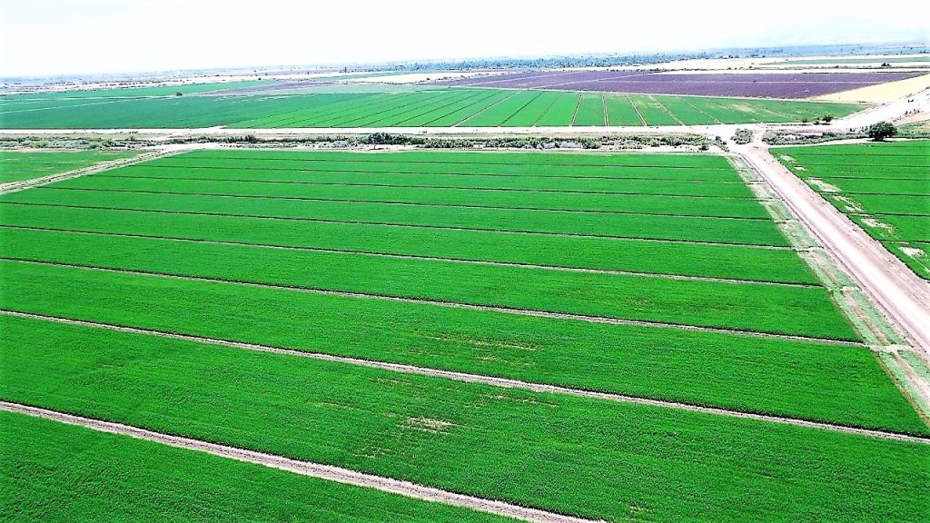 Más de 139 mil hectáreas de siembra para el Valle de Mexicali