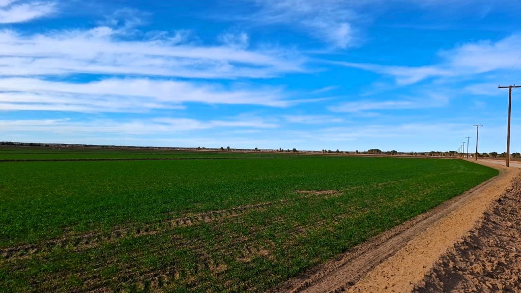 11,849 hectáreas con trigo en el Valle de Mexicali: Secretaría de Agricultura
