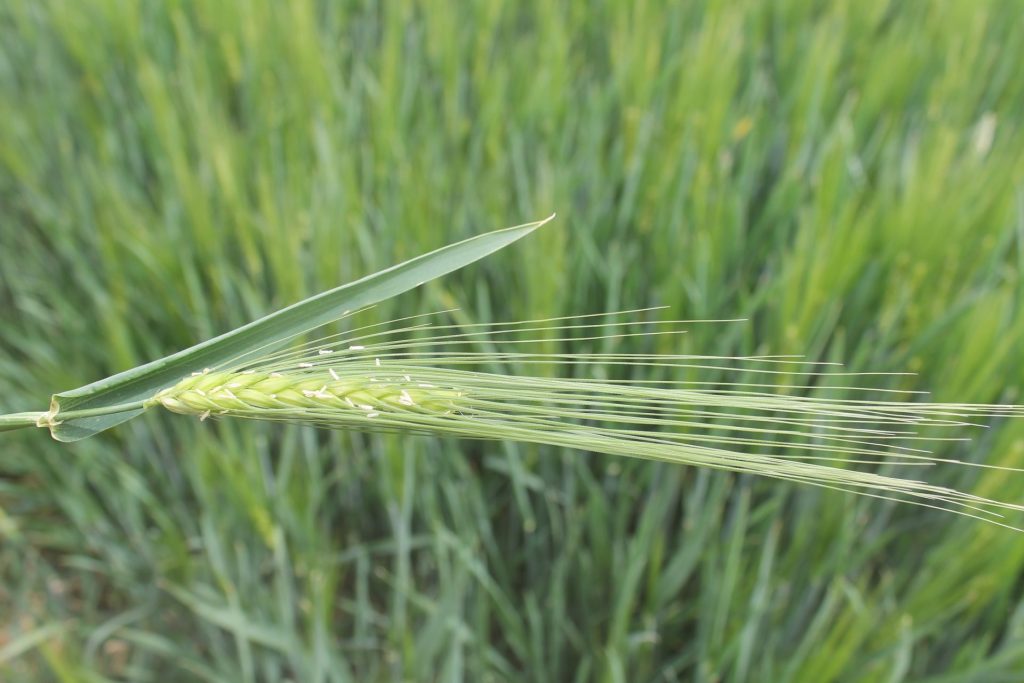 77,329 hectáreas de diversos cultivos en el Valle de Mexicali en el año 2025