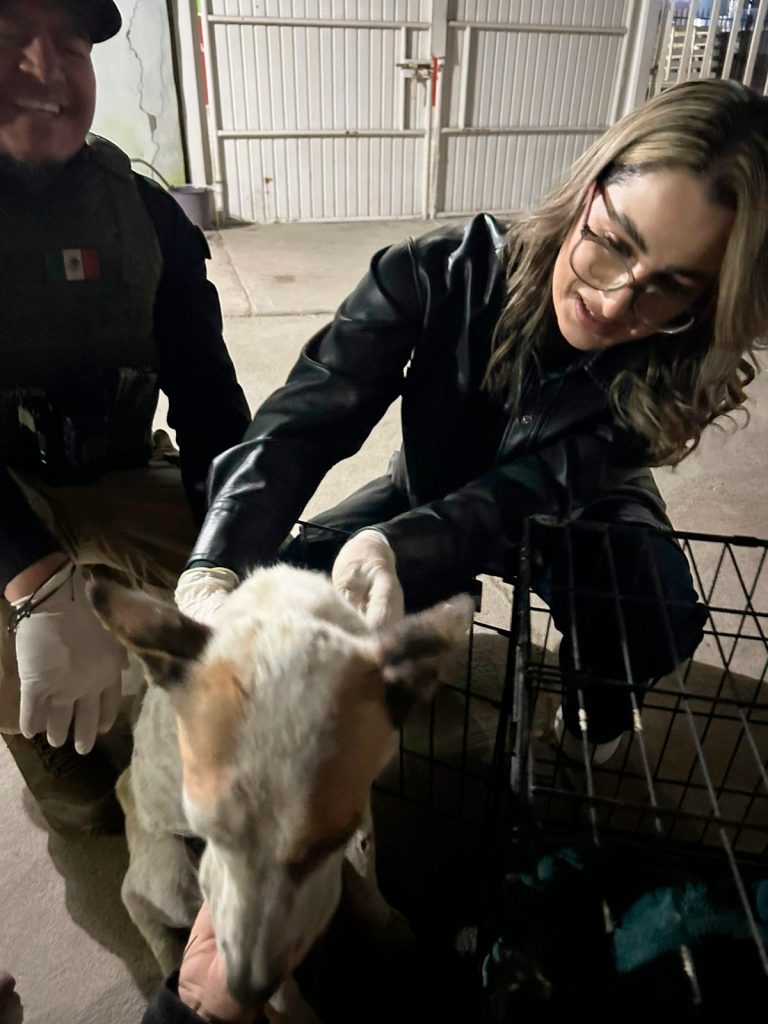 Rescatan a mascotas en condición de abandono en Colonia Hidalgo