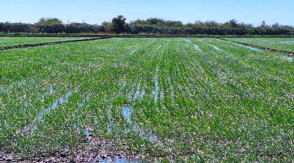 28,717 hectáreas de trigo se siembran en el Valle de Mexicali