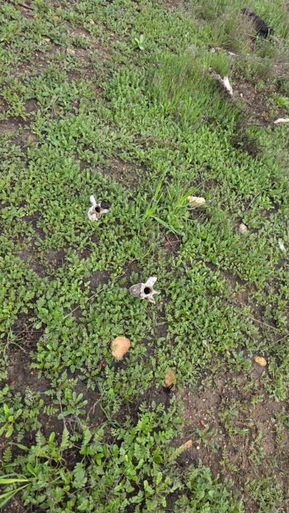 Hallazgo de restos óseos en Tijuana durante búsqueda de persona desaparecida