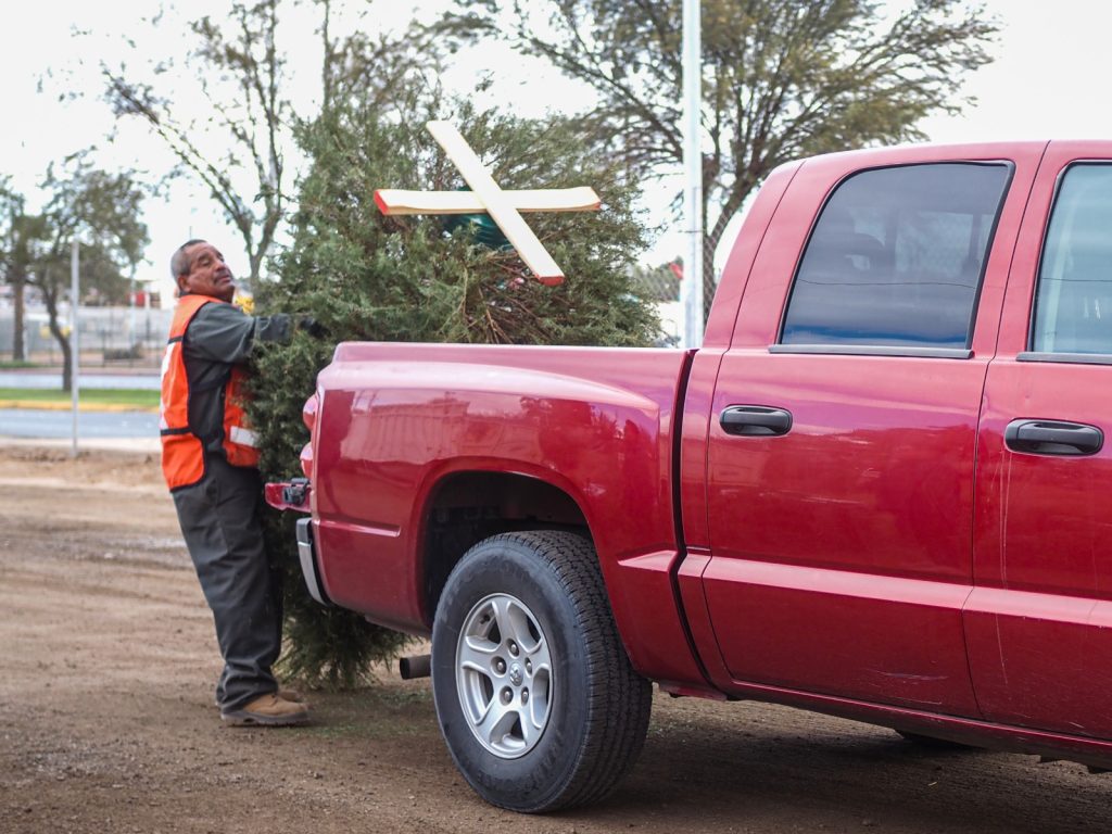 Habilitan 11 centros de acopio de pinos navideños naturales #Mexicali