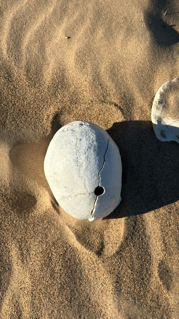 Localiza restos óseos cerca del ejido Mérida #ValledeMexicali