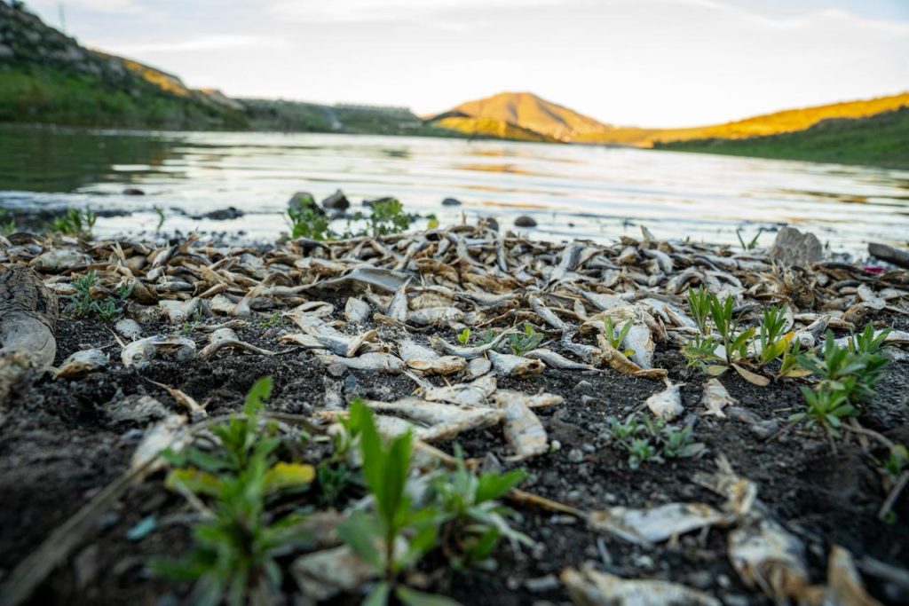 “Veníamos a pescar”: usuarios alertan por mortandad de peces y contaminación en la presa de Tijuana