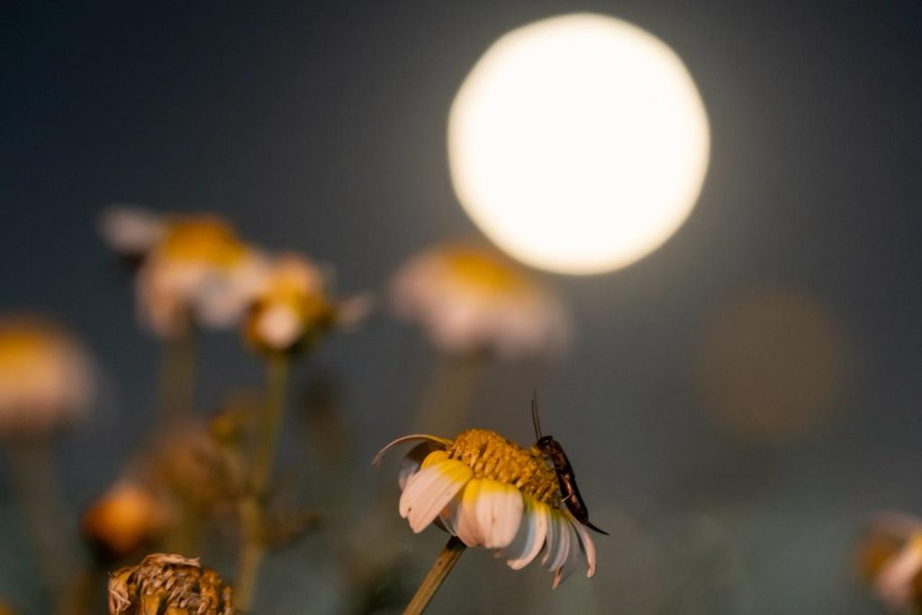 Luna llena de marzo ilumina el cielo de Tijuana