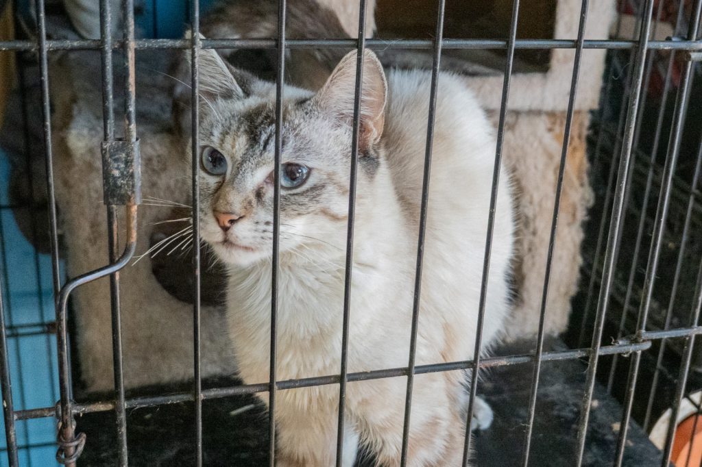 Con 62 perritos en resguardo, refugio For Happy Tails solicita apoyo de la comunidad