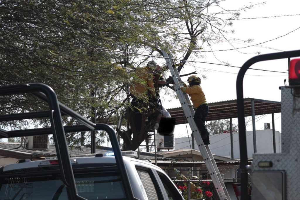 Muere adulto mayor por choque eléctrico al cortar árbol de casa #Mexicali