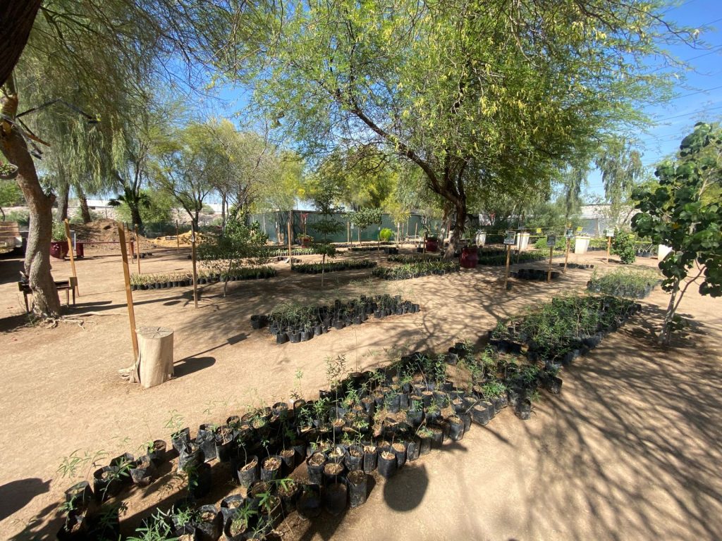 8 mil plantas donadas en solo dos días del inicio de campaña: Vivero Municipal