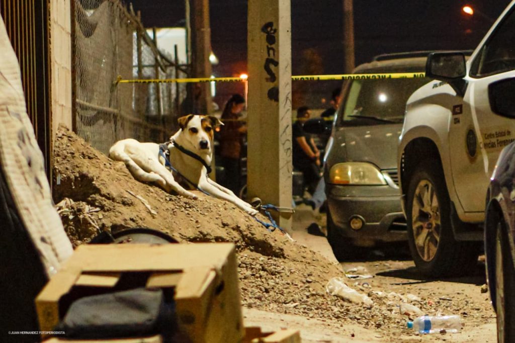 Abuela encuentra a su nieta sin vida en Mexicali; su perro la esperaba amarrado
