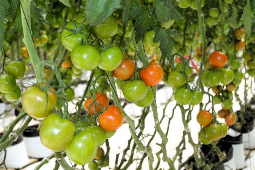 Inician siembras del ciclo agrícola en Zona Cosya de Baja California