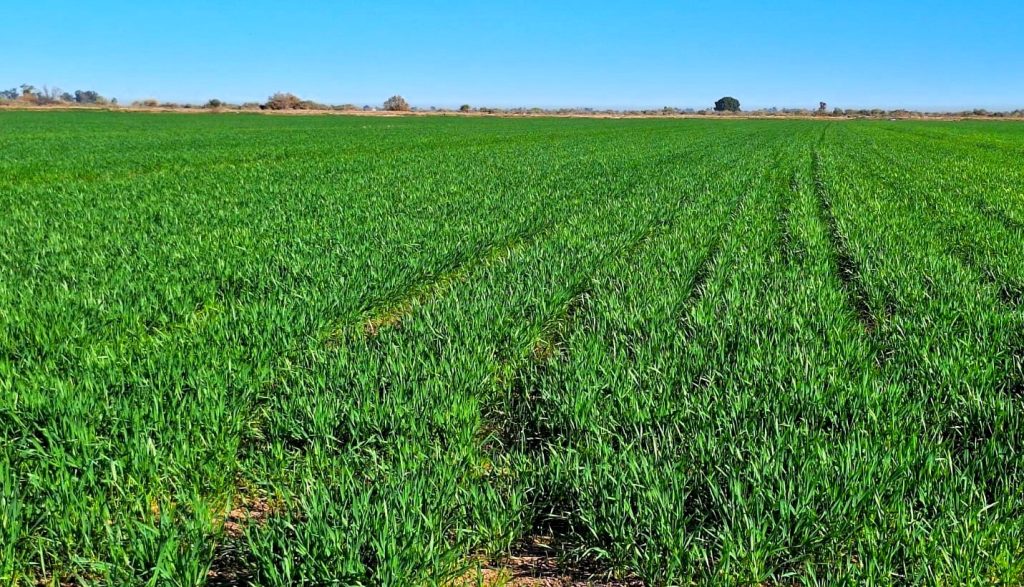 Burocracia impide pagos a productores de trigo y maíz del Valle de Mexicali