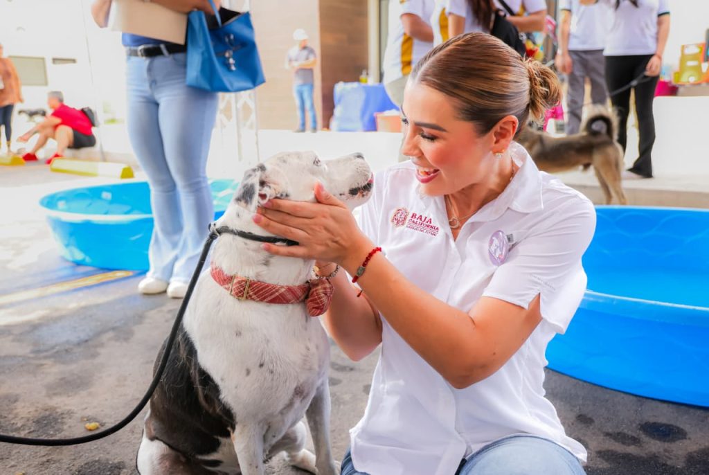 Baja California es referente nacional en protección y bienestar animal: gobernadora Marina del Pilar