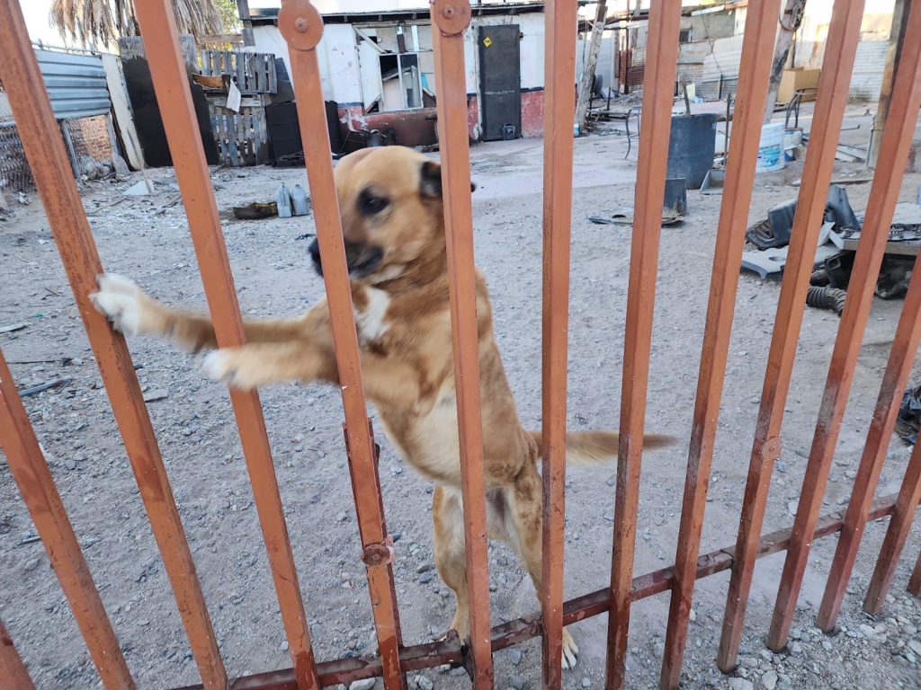 Realizan orden de cateo y rescatan a canino en condiciones de abandono en Mexicali
