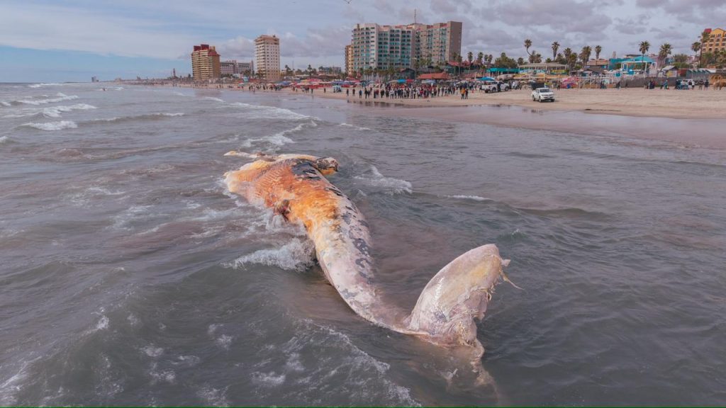 Ballena sin vida aparece en Playas de Rosarito y causa expectación entre visitantes