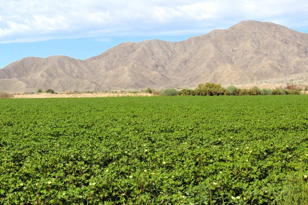 Llaman a productoras y productores a reforzar acciones para proteger cultivo de algodón