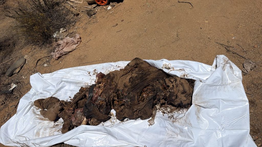 Localizan 3 cuerpos en descomposición en lugar despoblado en Tecate