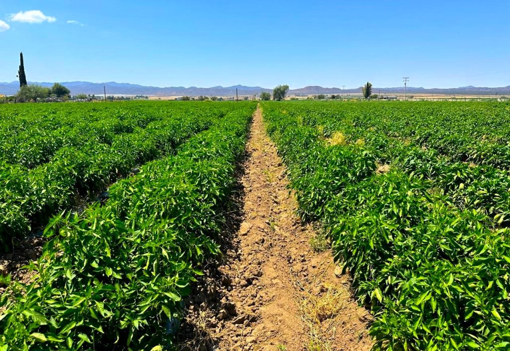 Reporta AGRICULTURA 56% en avance de siembra del ciclo Primavera-Verano 2026 en Baja California