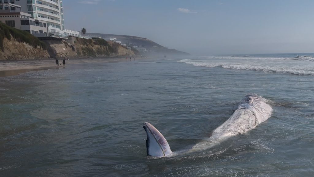 Aparece ballena sin vida en Playas de Tijuana