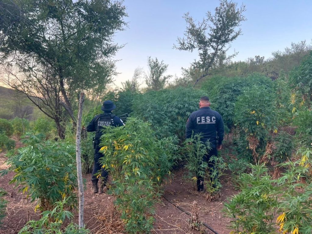 Descubren sembradío de 36 mil plantas de marihuana entre los límites de Tijuana y Playas de Rosarito