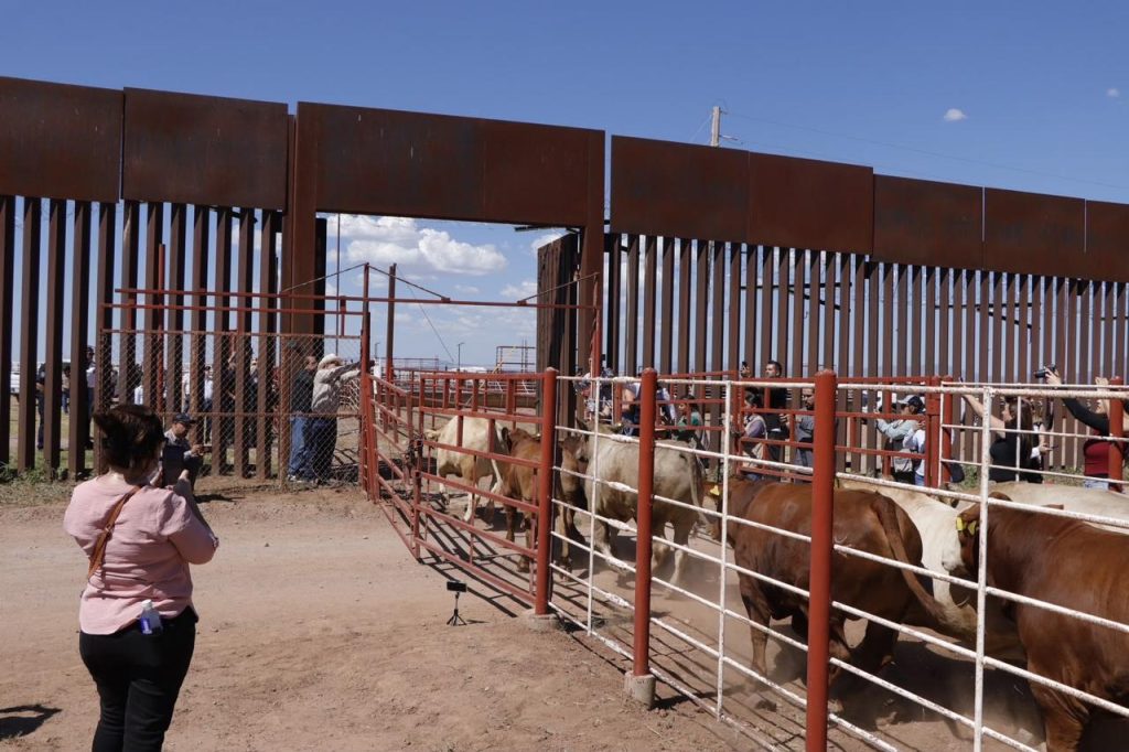 EUA abre las puertas al ganado en píe de México, Sonora ya exporta a partir de este lunes