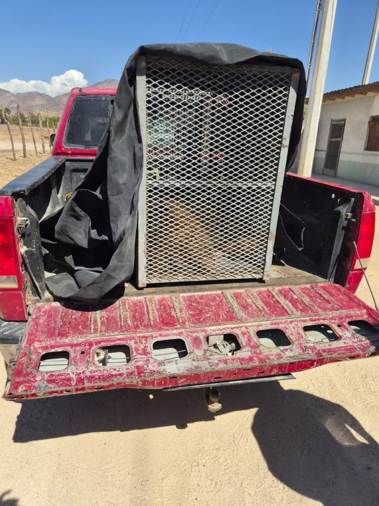 Escapó un felino en Tijuana
