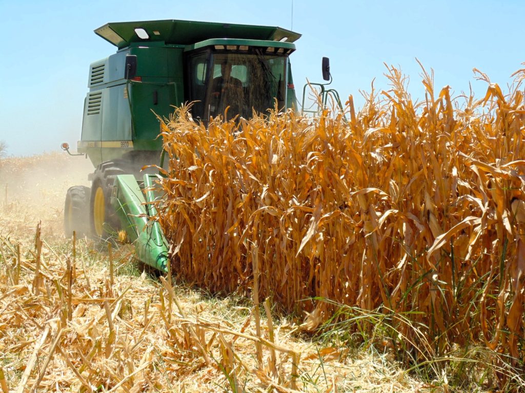 Lanzan convocatoria para renovar el Consejo Estatal de Productores de Maíz de Baja California