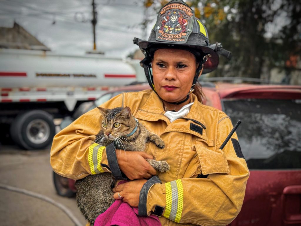 Bomberos rescatan a gata junto a sus crías en incendio en Tijuana